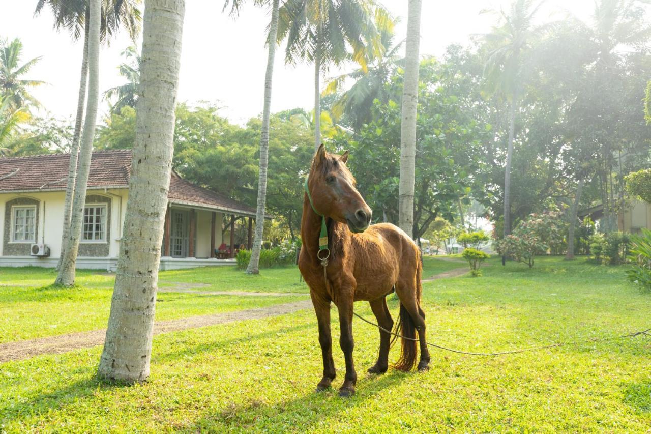 Tamarind Tree Garden Resort - Katunayake Negombo Exterior photo